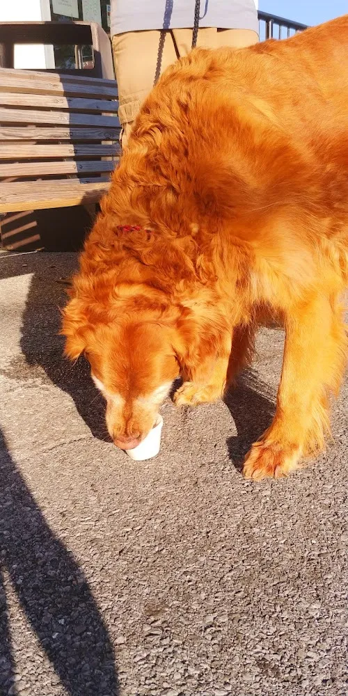 Ice Cream Coney Dog